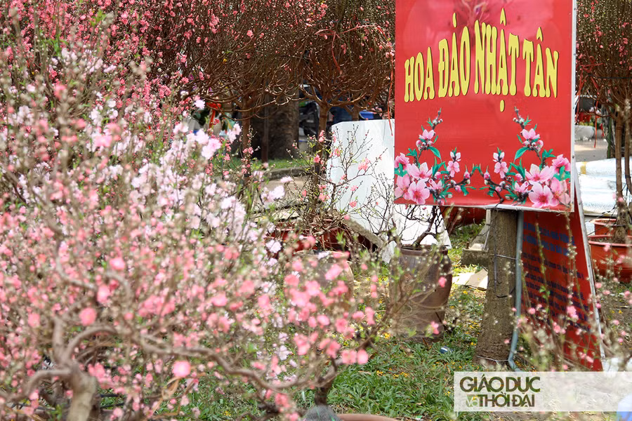 Hoa đào từ Hà Nội và các tỉnh phía Bắc có mặt tại TP.HCM.