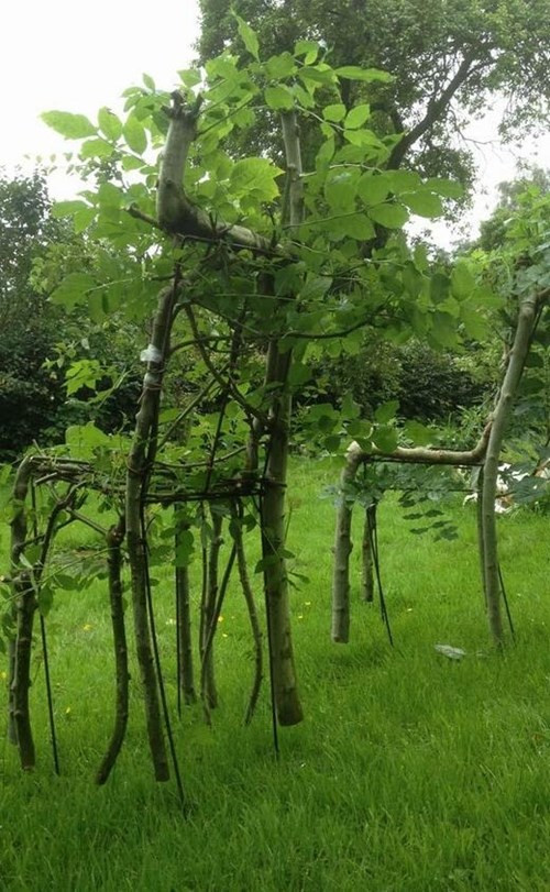 Khám phá khu vườn “trồng bàn ghế” duy nhất trên thế giới ảnh 2