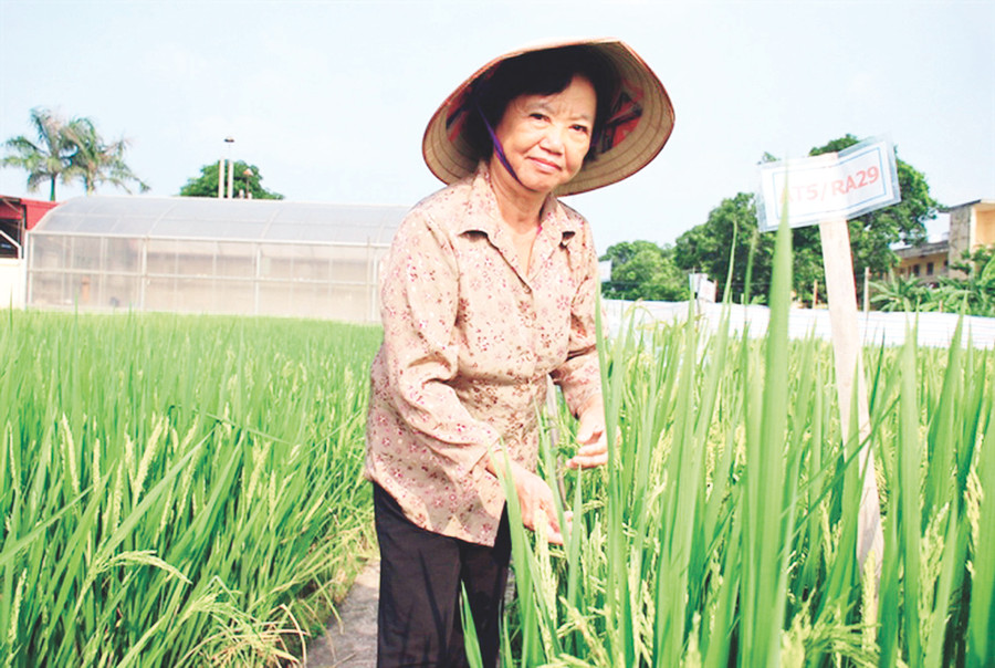 PGS.TS Nguyễn Thị Trâm bên vườn thực nghiệm lúa lai. (Ảnh nhân vật cung cấp)