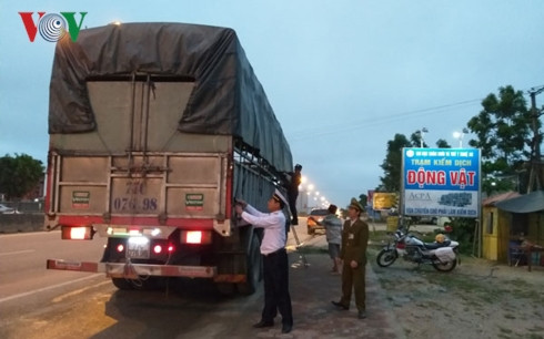 Nghệ An: Chong mắt đếm xe lợn qua địa bàn ngày chống dịch