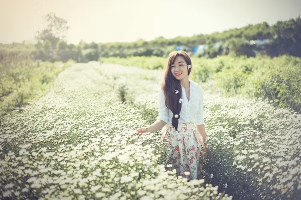 Cúc họa mi tất nhiên là loài hoa 