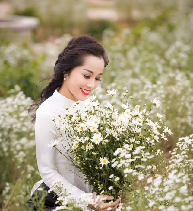 Cúc họa mi tất nhiên là loài hoa 