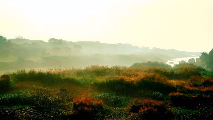 Bãi giữa Sông Hồng sớm mai chợt lãng đãng với những làn mây mỏng tang, những khóm lau đu đưa nhẹ nhàng trên bóng nước, quang cảnh trở nên tĩnh lặng và mơ màng.