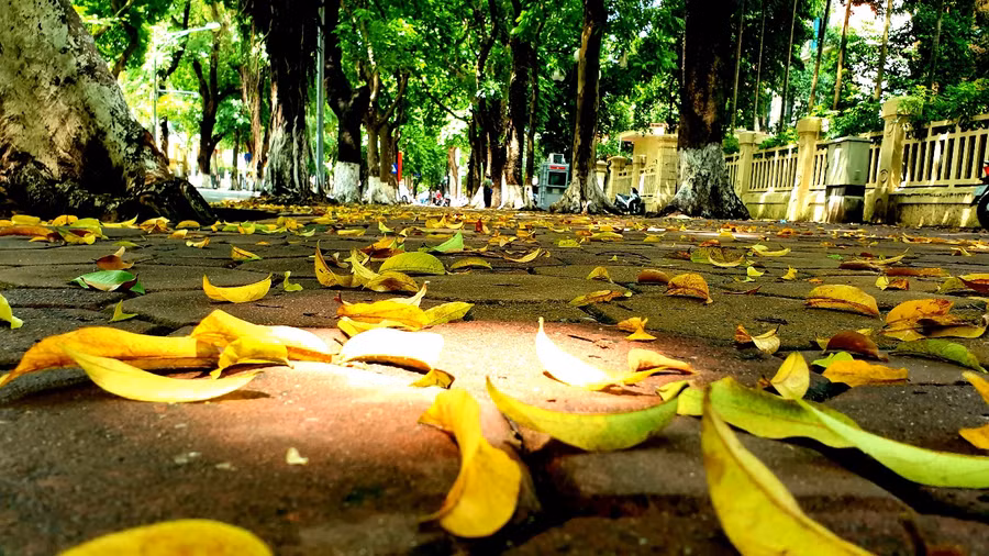 Từ lâu, những con đường được coi là “đẹp nhất Hà Nội” như Kim Mã, Phan Đình Phùng, Hoàng Diệu.. luôn là điểm đến của những người yêu Thủ đô. Đi dọc những con đường này vào mùa Thu với vỉa hè rộng, thoáng và những tán cây cổ thụ xum xuê rải lá vàng khắp cả con đường tạo nên một khung cảnh yên bình và quá đỗi mộng mơ.