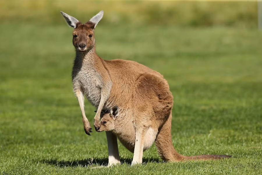 Khám phá chiếc túi kỳ diệu của Kangaroo