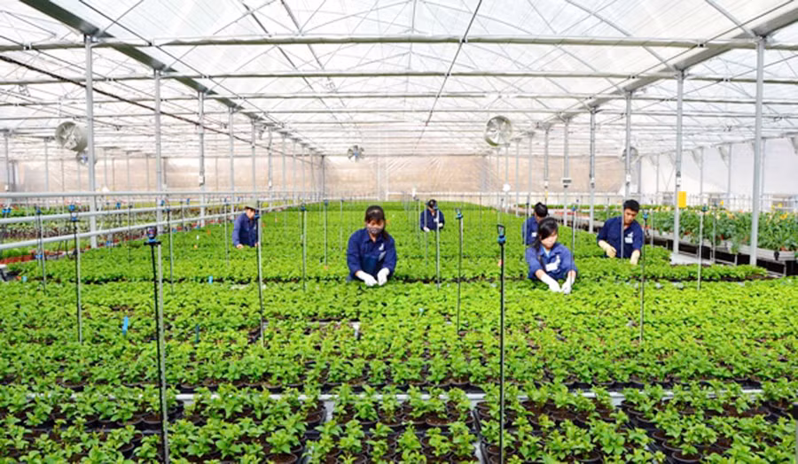 Đầu tư vào nông nghiệp: Doanh nghiệp chưa mặn mà