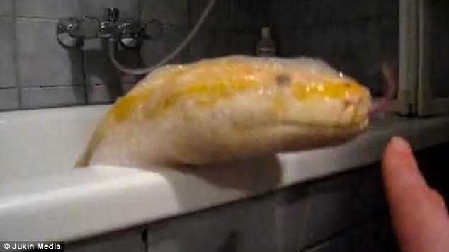 Đem trăn khổng lồ vào nhà tắm như thú cưng 