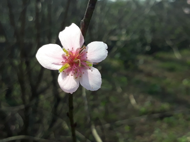 Năm nay đào ở Cẩm Hưng, Cẩm Xuyên cho ra nụ rất nhiều, một số bông đã bắt đầu nở