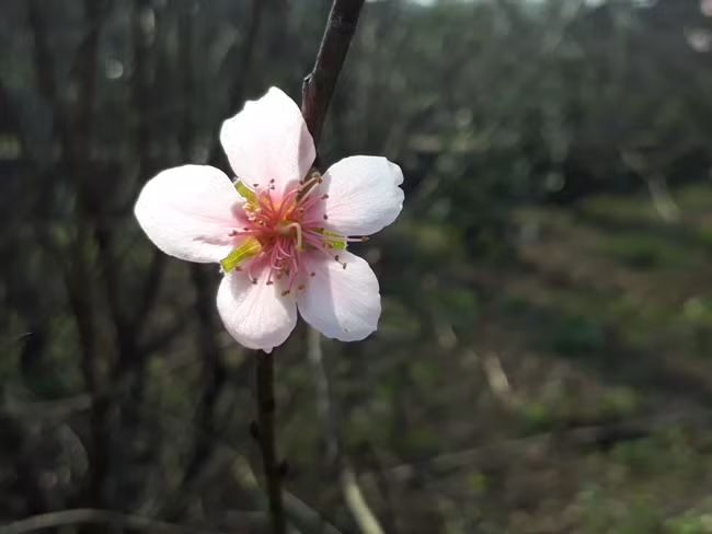 Năm nay đào ở Cẩm Hưng, Cẩm Xuyên cho ra nụ rất nhiều, một số bông đã bắt đầu nở