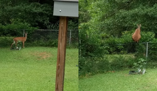 Pha vượt rào ngoạn mục.