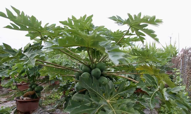 Đu đủ bonsai tiền triệu hút hàng chơi Tết ảnh 10 Chú thích ảnh