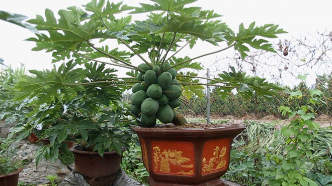 Đu đủ bonsai tiền triệu hút hàng chơi Tết ảnh 9 Chú thích ảnh