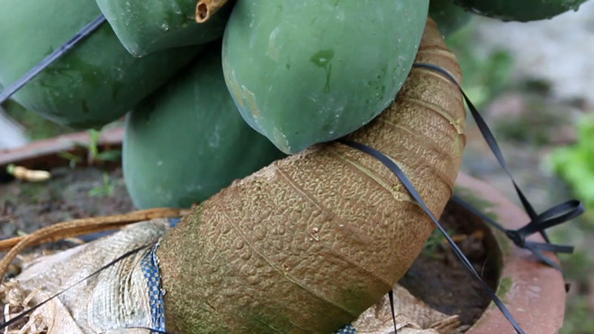 Đu đủ bonsai tiền triệu hút hàng chơi Tết ảnh 5 Chú thích ảnh