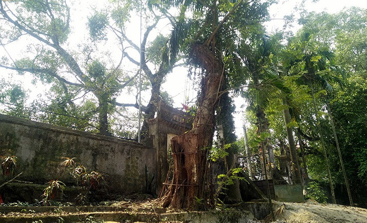 Cây sưa trăm tỷ ở Phụ Chính (Xã Hòa Chính, Hà Nội).