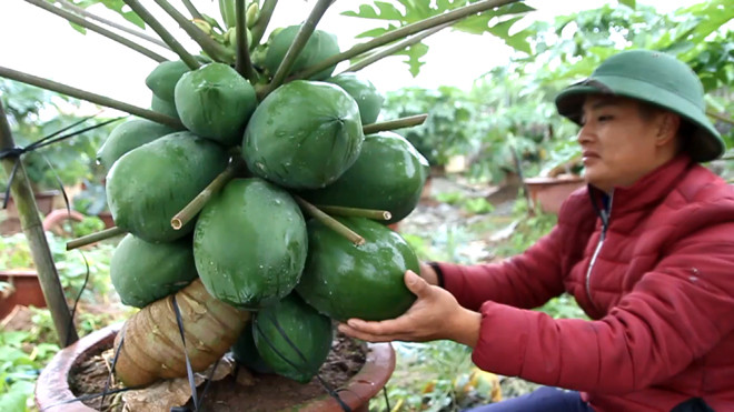 Đu đủ bonsai tiền triệu hút hàng chơi Tết ảnh 3 Chú thích ảnh