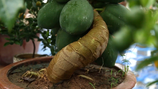 Đu đủ bonsai tiền triệu hút hàng chơi Tết ảnh 7 Chú thích ảnh