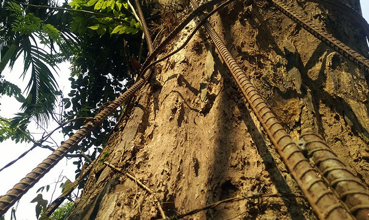 Cây sưa được gắn “áo giáp sắt” để chống “sưa tặc”