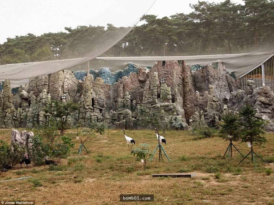 Vườn thú kỳ lạ ở Triều Tiên: Đười ươi biết hút thuốc, bên trong rất khác thường - Hình 18