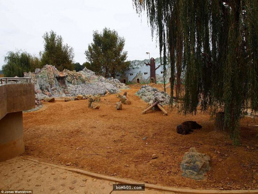 Vườn thú kỳ lạ ở Triều Tiên: Đười ươi biết hút thuốc, bên trong rất khác thường - Hình 15