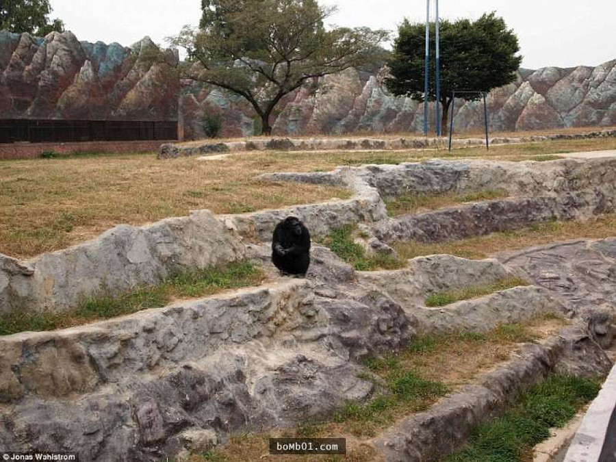 Vườn thú kỳ lạ ở Triều Tiên: Đười ươi biết hút thuốc, bên trong rất khác thường - Hình 2