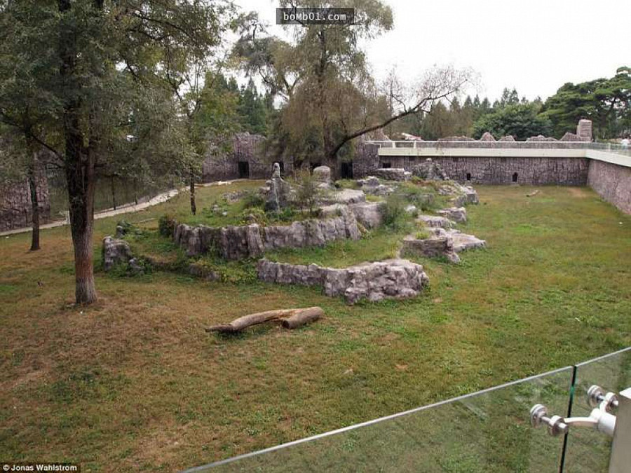 Vườn thú kỳ lạ ở Triều Tiên: Đười ươi biết hút thuốc, bên trong rất khác thường - Hình 14