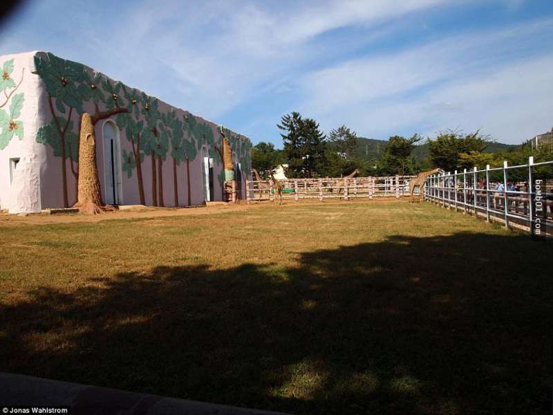 Vườn thú kỳ lạ ở Triều Tiên: Đười ươi biết hút thuốc, bên trong rất khác thường - Hình 16