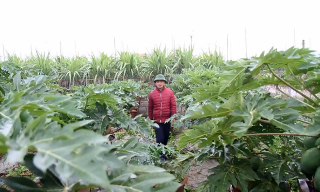 Đu đủ bonsai tiền triệu hút hàng chơi Tết ảnh 2 Chú thích ảnh