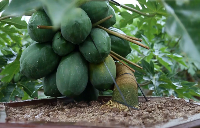 Đu đủ bonsai tiền triệu hút hàng chơi Tết ảnh 4 Chú thích ảnh