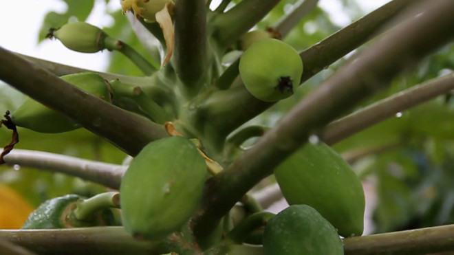 Đu đủ bonsai tiền triệu hút hàng chơi Tết ảnh 6 Chú thích ảnh