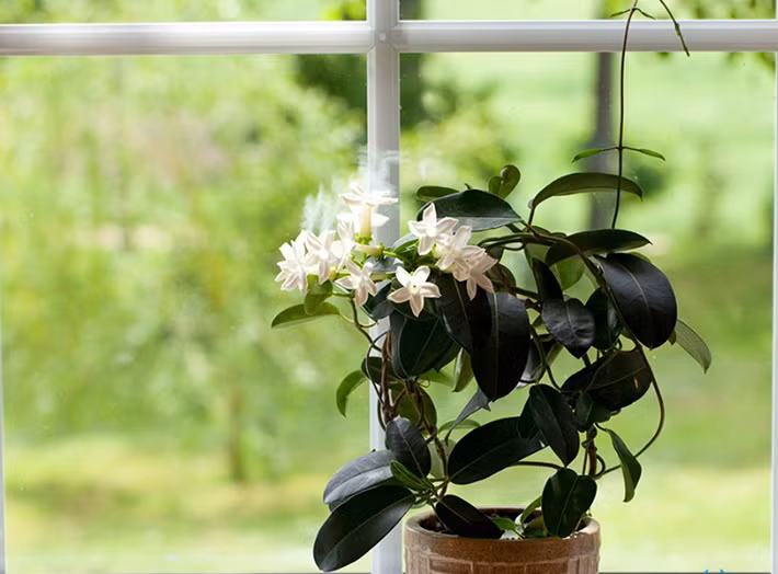 5 loại cây siêu dễ thương trang trí cửa sổ đẹp ngỡ ngàng ảnh 3