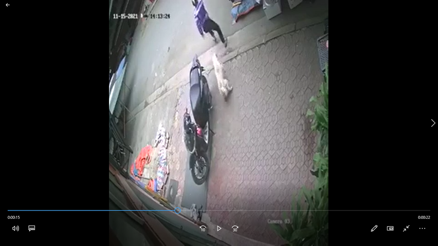 Clip: Chú chó khiến kẻ trộm phải bỏ của chạy lấy người