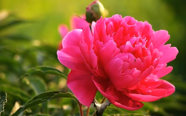 Những loài hoa vừa đẹp, vừa sang nên trồng trong nhà để “rước” may mắn ảnh 1