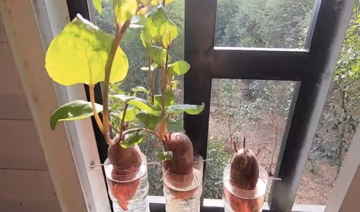 5 loại cây siêu dễ thương trang trí cửa sổ đẹp ngỡ ngàng ảnh 1