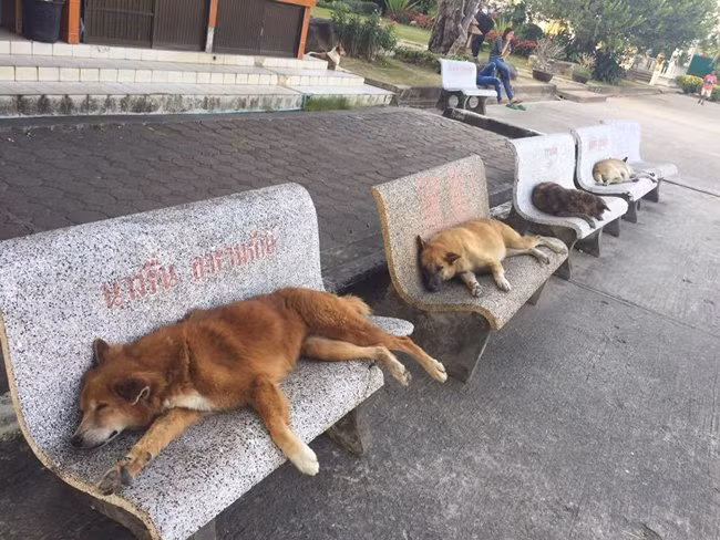 15 hinh anh "ba dao tren tung hat gao" hinh anh 3