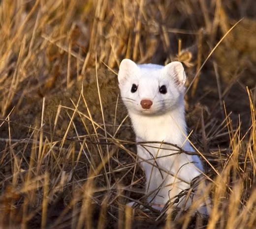 Tan chảy trước vẻ đẹp của loài chồn tuyết của miền băng giá ảnh 9 Tan chảy trước vẻ đẹp của loài chồn tuyết của miền băng giá ảnh 9