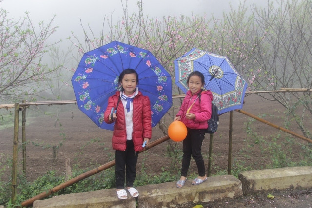 Hoa đào được trồng ở khắp thung lũng và ở cả trường học