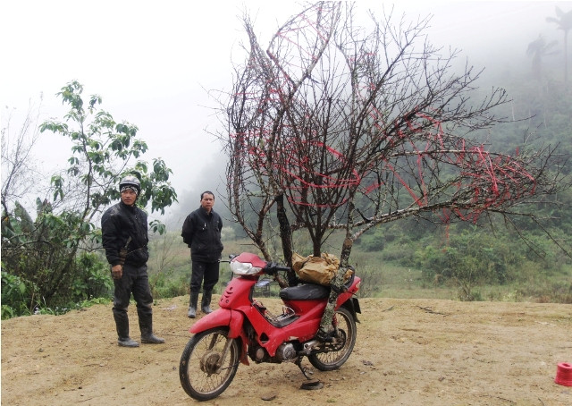 Những năm gần đây, cây đào còn cho bà con nơi đây khoản thu nhập đáng kể khi đem bán về xuôi