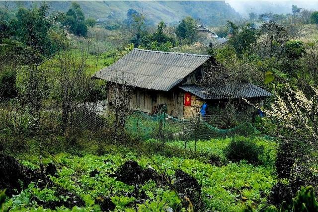 Trước đây, tết của người Mông ở Nghệ An thường bắt đầu từ giữa tháng 11 âm lịch, nhưng hiện nay bà con đã “dời lịch” chậm hơn để trùng với dịp tết nguyên đán của cả nước.