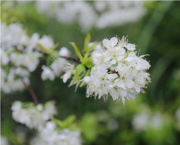 Những chùm hoa trắng muốt trong sương