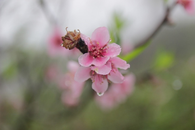 Những ngày này, đào đã bắt đầu ra hoa rực rỡ