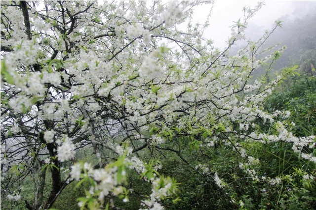 Thời điểm này, hoa mận cũng đã nở trắng khắp nơi tại nơi cổng trời xứ Nghệ