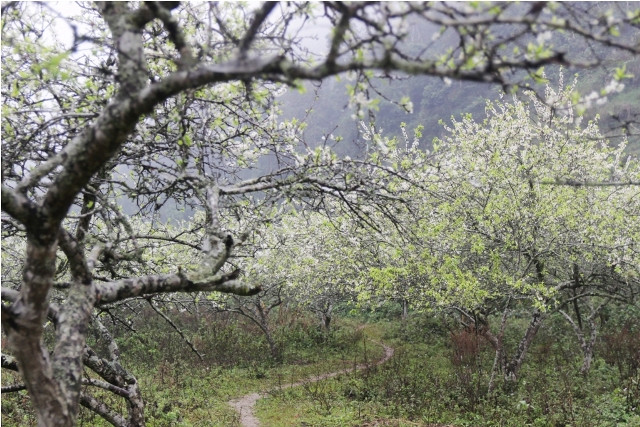Trước đây, Mường Lống là thủ phủ của ma túy, nhưng từ những năm 1990, cây thuốc phiện được xóa bỏ dần, bà con người Mông trồng mận tam hoa thay thế, và cho thu nhập kinh tế