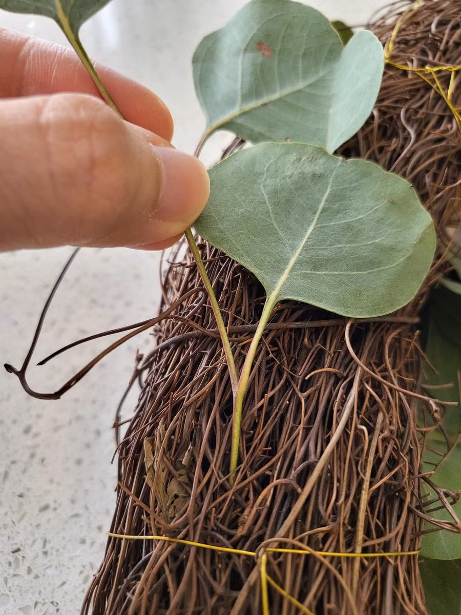 Các bạn cắt từng nhánh nhỏ khoảng 4-5 lá rồi chọc/cài chân vào khung vòng. Cài sâu đến khi nào bạn cảm thấy đã cố định được nhánh cây. Không dùng thêm bất cứ dây gì để cố định lá nhưng vẫn rất chắc chắn, lá không bị rơi. Các bạn cắt từng nhánh nhỏ khoảng 4-5 lá rồi chọc/cài chân vào khung vòng. Cài sâu đến khi nào bạn cảm thấy đã cố định được nhánh cây. Không dùng thêm bất cứ dây gì để cố định lá nhưng vẫn rất chắc chắn, lá không bị rơi.