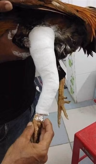 Khi vợ ghen với con gà... gãy chân ảnh 2