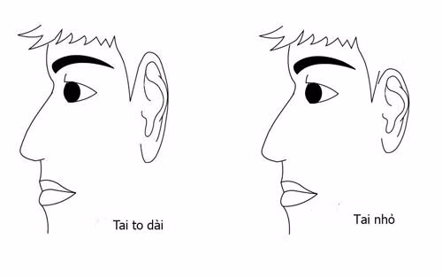 Người có tai to hay tai nhỏ đều có những tính cách khác nhau.