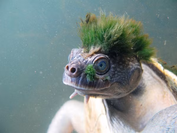 Mùa đông lạnh giá mà có mấy con thú nhiều lông này mà ôm thì còn gì bằng ảnh 12