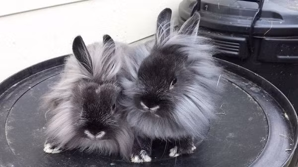 Mùa đông lạnh giá mà có mấy con thú nhiều lông này mà ôm thì còn gì bằng ảnh 7