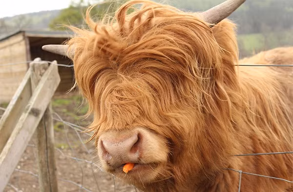 Mùa đông lạnh giá mà có mấy con thú nhiều lông này mà ôm thì còn gì bằng ảnh 1