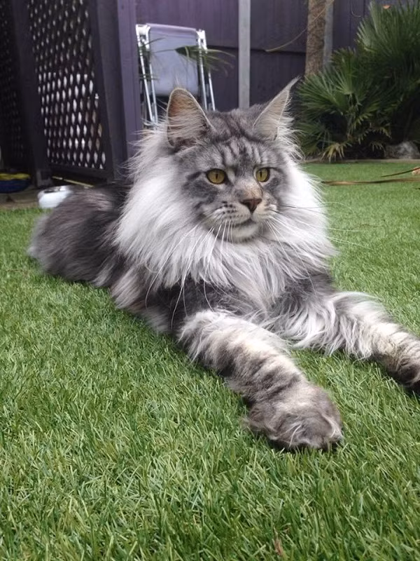 Mùa đông lạnh giá mà có mấy con thú nhiều lông này mà ôm thì còn gì bằng ảnh 6