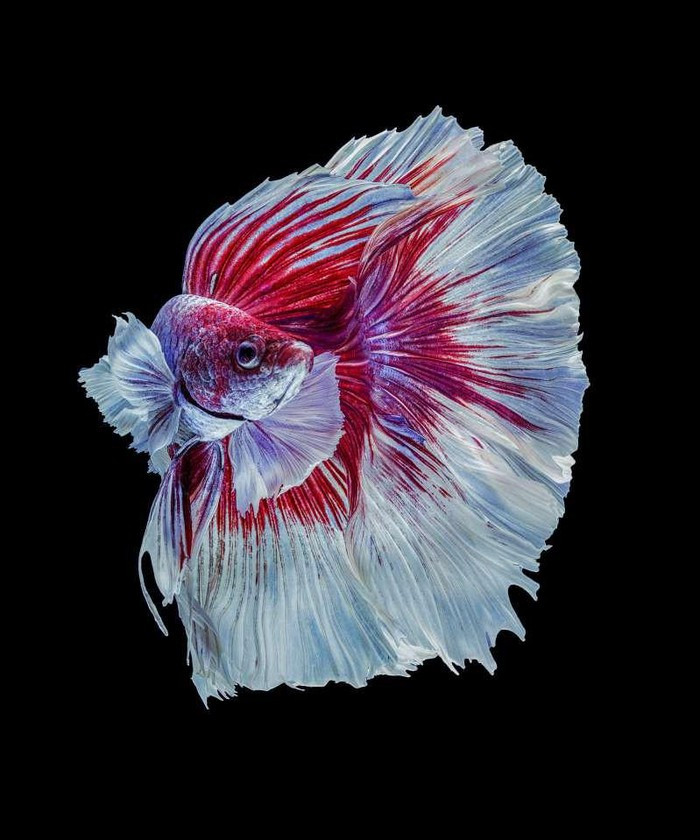 Chiêm ngưỡng loài cá có bộ vây, đuôi thướt tha như váy cưới ảnh 1 Chiêm ngưỡng loài cá có bộ vây, đuôi thướt tha như váy cưới ảnh 1